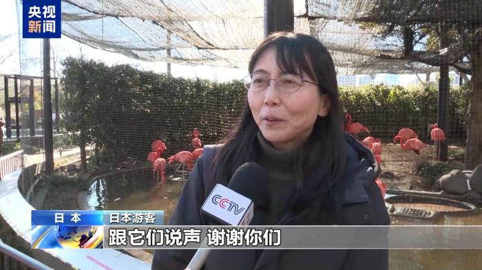 大熊猫“晓晓”和“蕾蕾”即将回国 日本民