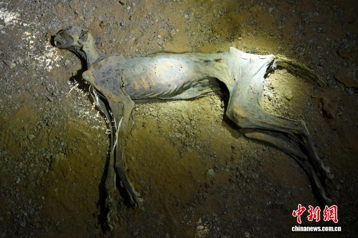 沙特北部洞穴发现木乃伊猎豹 最新研究或助