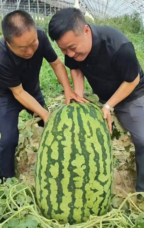 百斤京欣八号西瓜一元起拍,617元成交引热议