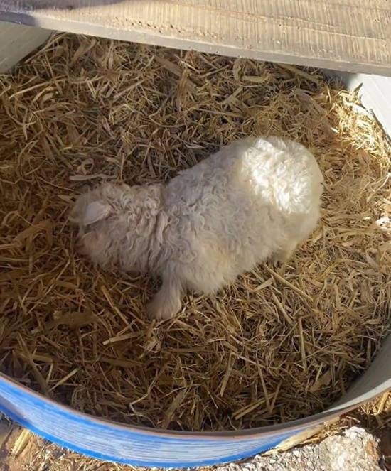 宁夏小羊装死走红拒售 十三万元