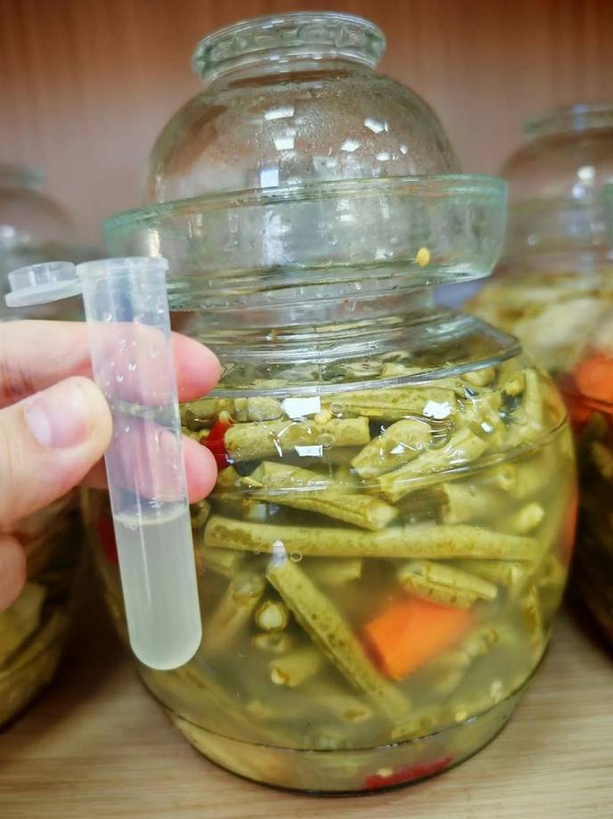 韩国研究发现泡菜益生菌可结合并促排肠道微塑料