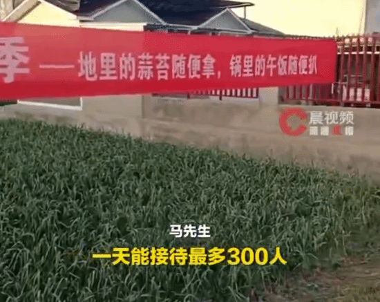 江苏徐州蒜农免费开放采摘蒜薹,两天千人采空百亩田
