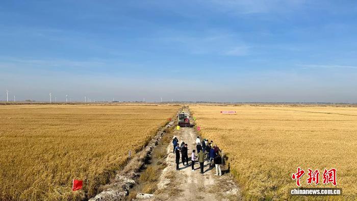 全国性苏打盐碱地水田改造利用行业标准今年